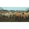 Image 5 : Amber Mountain Farms - 685# July Delivery Heifers - 87 Head (Vauxhall, AB)