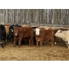 Image 3 : Ron Billings - 1050# March Delivery Heifers - 56 Head (Sundre, AB)