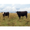 Image 11 : Leib Farm & Ranch Ltd. - 715# November Delivery Steer Calves - 85 Head (Southey, SK)