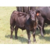 Image 10 : Blooming Enterprises Ltd. - 625# October Delivery Steer Calves - 85 Head (Gladmar, SK)