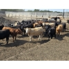 Image 3 : South Island Farms - 920# September Delivery Heifers - 68 Head (Bow Island, AB)