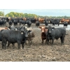 Image 2 : Chipping Hill Cattle Co. - 1100# September Delivery Steers - 216 Head (MacGregor, MB)