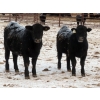 Image 4 : Martin DeVos - 735# March Delivery Steers - 164 Head (Fork River, MB)