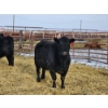 Image 11 : Gibraltar Cattle - 12 Black Heifers (Pen 537 - 539)