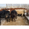 Image 5 : Quarter Circle X Ranch - 712# March Delivery Heifers - 82 Head (Madden, AB) VBP+