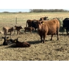 Image 4 : Black Powder Cattle Company - 36 Red & Black X Pairs (Oxbow, SK)