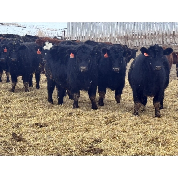 Luke & Jen Smith - 1025# June Delivery Steers - 116 Head (Rhein, SK)