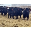 Image 1 : Luke & Jen Smith - 1025# June Delivery Steers - 116 Head (Rhein, SK)