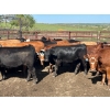 Image 6 : Turtleview Livestock - 900# June Delivery Steers - 56 Head (Goodlands, MB)