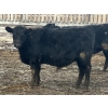 Image 6 : Echo Springs Ranching  - 735# February Delivery Heifers - 34 Head (Granum, AB)