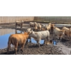 Image 9 : Cattlewood Farms Ltd. - 670# July Delivery Heifers - 87 Head (Fincastle, AB)