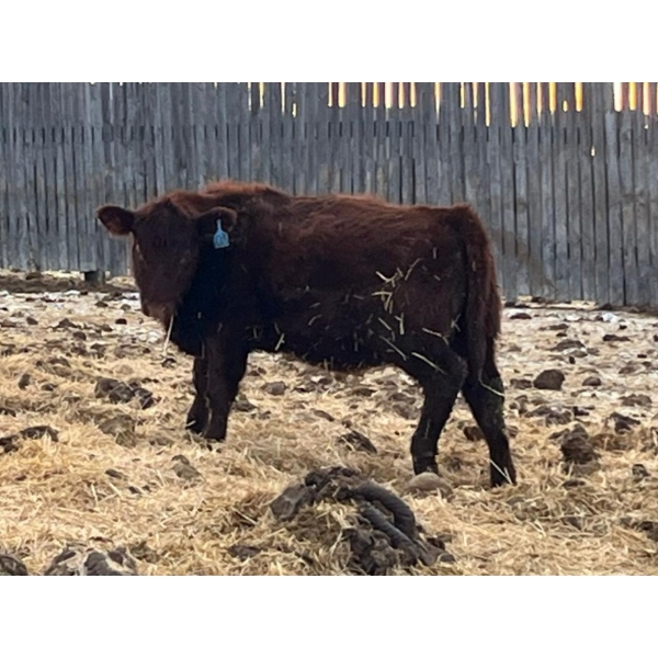 L & J Ranch - 730# January Delivery Heifers - 27 Head (Harptree, SK)