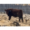 Image 1 : L & J Ranch - 730# January Delivery Heifers - 27 Head (Harptree, SK)