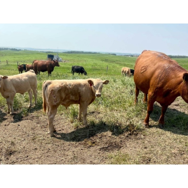 McComish Ranches - 650# December Delivery Weaned Steers - 92 Head (Stettler, AB)