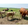 Image 1 : McComish Ranches - 650# December Delivery Weaned Steers - 92 Head (Stettler, AB)