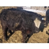 Image 5 : Darren MacMillan - 670# March Delivery Steers - 150 Head (Marquette, MB)