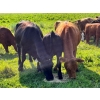 Image 3 : Tom & Terri Jamieson - 725# September Delivery Steer Calves - 85 Head (Newbrook, AB)