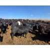 Image 5 : Cattlewood Farms Ltd. - 830# April Delivery Heifers - 70 Head (Vauxhall, AB)
