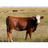 Image 6 : Riverbend Ranch - 860# September Delivery Grass Heifers - 310 Head (Scotfield, AB)