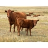 Image 5 : Colter Malloy - 525# November Delivery Heifer Calves - 100 Head (Pollockville, AB)
