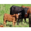 Image 11 : Nameth Land & Livestock Ltd. - 500# November Delivery Heifer Calves - 50 Head (Cupar, SK) VBP+
