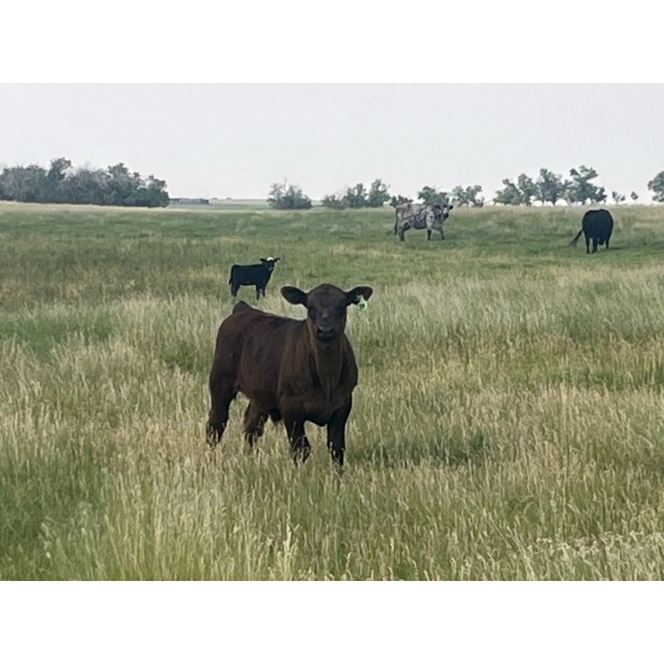 Ed Curry Ranching Ltd. - 560# November Delivery Steer Calves - 200 Head (Big Stone, AB)
