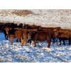 CL Ranches Ltd. - 525# December Weaned Steers - 80 Head (Cochrane, AB) VBP+