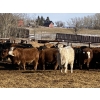 Image 4 : Ron Billings - 825# March Delivery Steers - 70 Head (Sundre, AB)