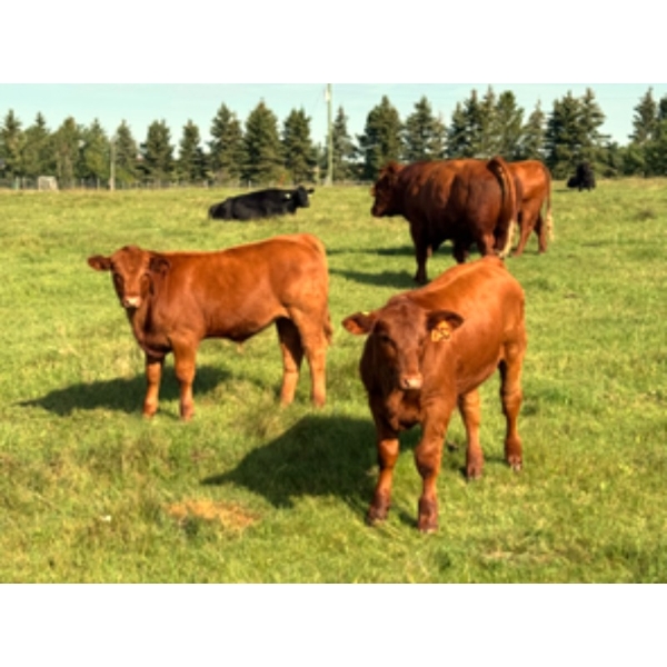 Murphy Farming Co. Inc. - 625# November Delivery Steer Calves - 50 Head (Calmar, AB)