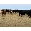 Image 3 : Vee Tee Feeders - 930# May Delivery Steers - 260 Head (Lloydminster, SK)