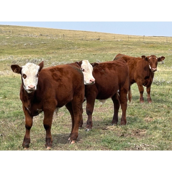 Bar 4 Bar Ranches Ltd. - 550# November Delivery Steer Calves - 85 Head (Claydon, SK) VBP+