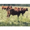 Image 9 : Lone Star Cattle Co. - 1040# Sept/Oct Delivery Grass Steers - 390 Head (Buck Lake, AB)