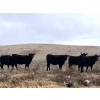 Image 1 : 98 Ranch - 11 Black Angus X May/June Calving Bred Heifers (Lake Elma, SK)