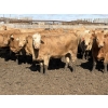 Image 4 : Williamson Farms - 922# April Delivery Heifers - 250 Head (Bow City, AB)