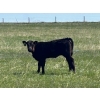 Image 3 : Sherness Farms  - 510# October Delivery Heifer Calves - 20 Head (Sheerness, AB)