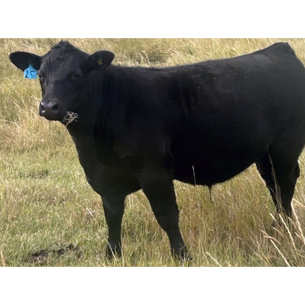 Logan & Shawni Jo James - 665# Oct/Nov Delivery Steer Calves - 80 Head (Drumheller, AB)