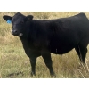 Image 1 : Logan & Shawni Jo James - 665# Oct/Nov Delivery Steer Calves - 80 Head (Drumheller, AB)