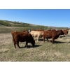 Image 2 : Bleamac Enterprises - 1000# August Delivery Grass Steers - 120 Head (Paradise Valley, AB)