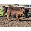 Image 4 : Allan & Janet Nameth - 600# November Delivery Steer Calves - 95 Head (Cupar, SK) VBP+