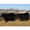 Image 6 : Michael Jennings - 680# March Delivery Steers - 73 Head (Condor, AB)