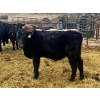 Image 5 : Upland Livestock - 550# April/May Delivery Steers - 60 Head (Wood Mountain, SK)