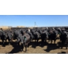 Image 4 : Ripple Rock Ranch - 690# April/May Delivery Heifers - 90 Head (Fincastle, AB)