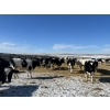 Image 5 : Lakeview Colony - 1600# Fed Holstein Steers - 40 Head (Unity, SK)