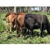 Image 9 : Turtleview Livestock - 975# July Delivery Grass Heifers - 186 Head (Goodlands, MB)