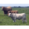 Image 3 : Dick Lawrence  - 680# October Delivery Steer Calves - 90 Head (Pine Lake, AB)