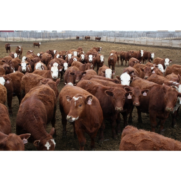 McIntyre Ranch - 845# April/May Delivery Steers - 260 Head (Raymond, AB)