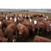 Image 1 : McIntyre Ranch - 845# April/May Delivery Steers - 260 Head (Raymond, AB)