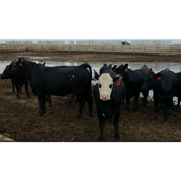 Ripple Rock Ranch - 860# August Delivery Heifers - 30 Head (Fincastle, AB)