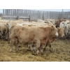 Image 21 : Vossepoel Cattle Co. - 680# December Delivery Weaned Steers - 250 Head (Tilley, AB)