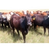 Image 13 : 20/20 Ranching Ltd. - 900# September Delivery Grass Heifers - 210 Head (Midale, SK)